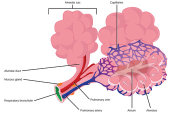 Alveolar structure