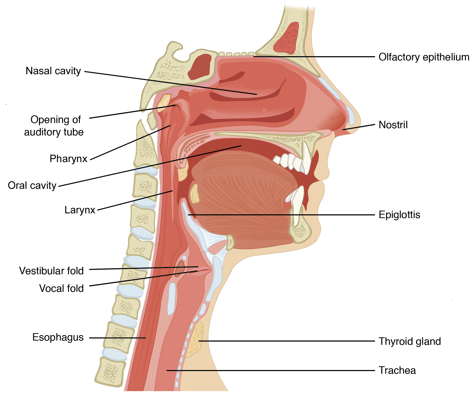 This figure shows a cross section view of the nose and throat. The major parts are labeled.