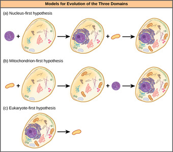 Three hypotheses of eukaryotic and prokaryotic evolution