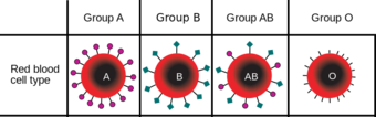 ABO blood type in humans