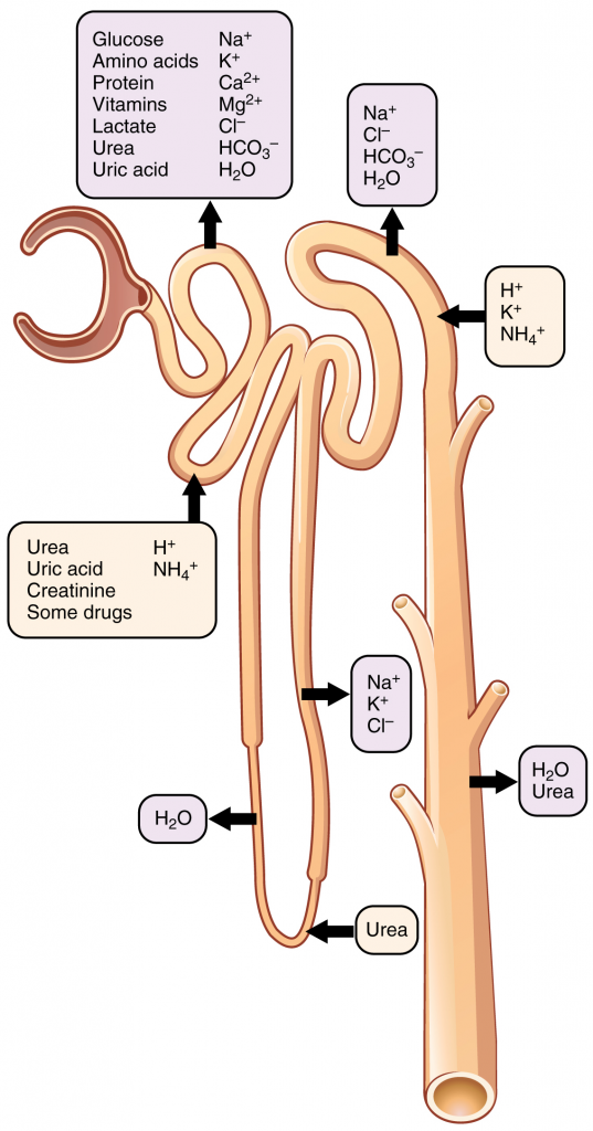 Locations of secretion and reabsorption in the nephron.