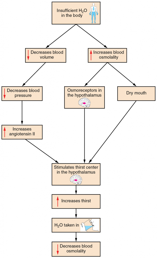 Figure 17.12.1. A flowchart showing the thirst response.