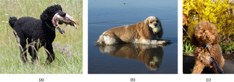 Interbreeding in Dogs