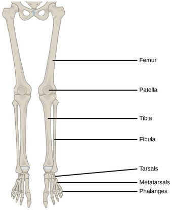 Lower limb