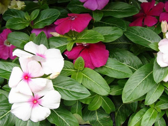 Medicinal uses of plants