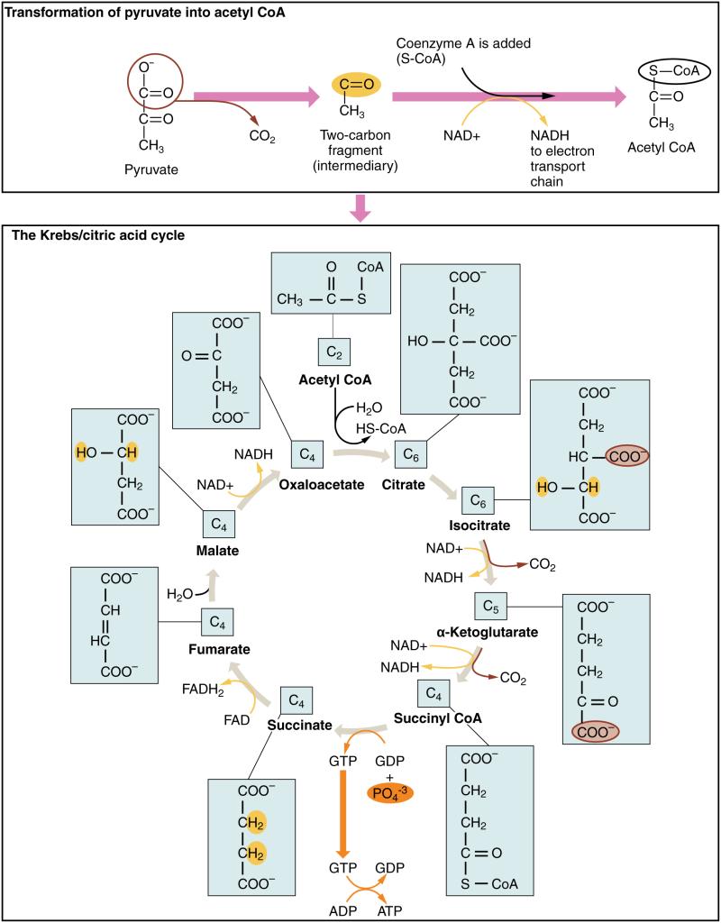 The top panel of this figure shows the transformation of pyruvate to acetyl-CoA, and the bottom panel shows the steps in Krebs cycle.