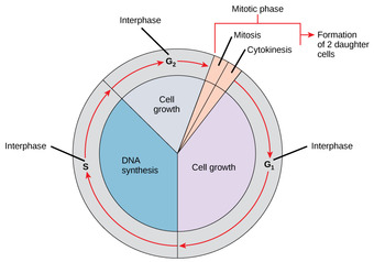 The Stages of Interphase and the Cell Cycle