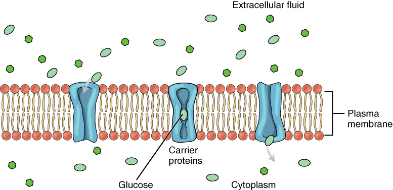 Diagram of Facilitated diffusion