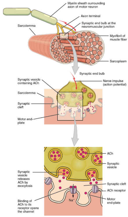 Motor end-plate and innervation. At the NMJ, the axon terminal releases ACh. The motor end-plate is the location of the ACh-receptors in the muscle fibre sarcolemma. When ACh molecules are released, they diffuse across a minute space called the synaptic cleft and bind to the receptors.