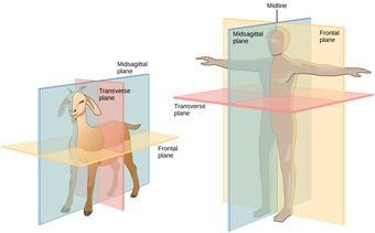 Body planes