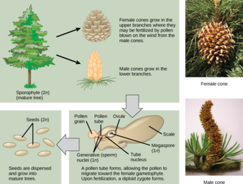 Conifer life cycle