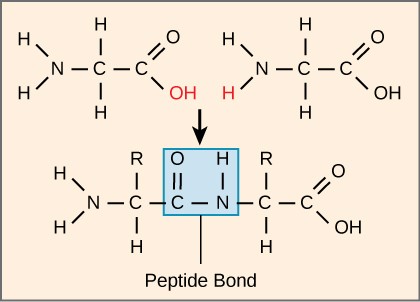 Peptide bond