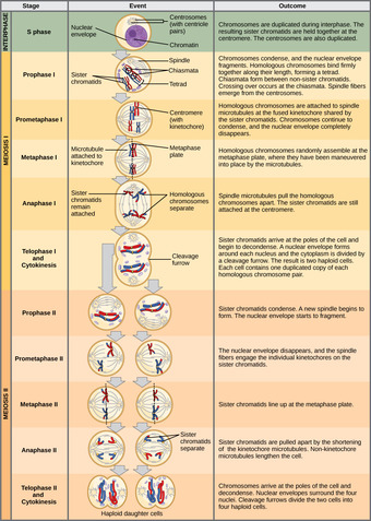 Complete Stages of Meiosis