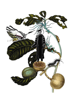 George Washington Carver stands on branch he shares with a Zebra Swallowtail Butterfly transforming itself from caterpillar.