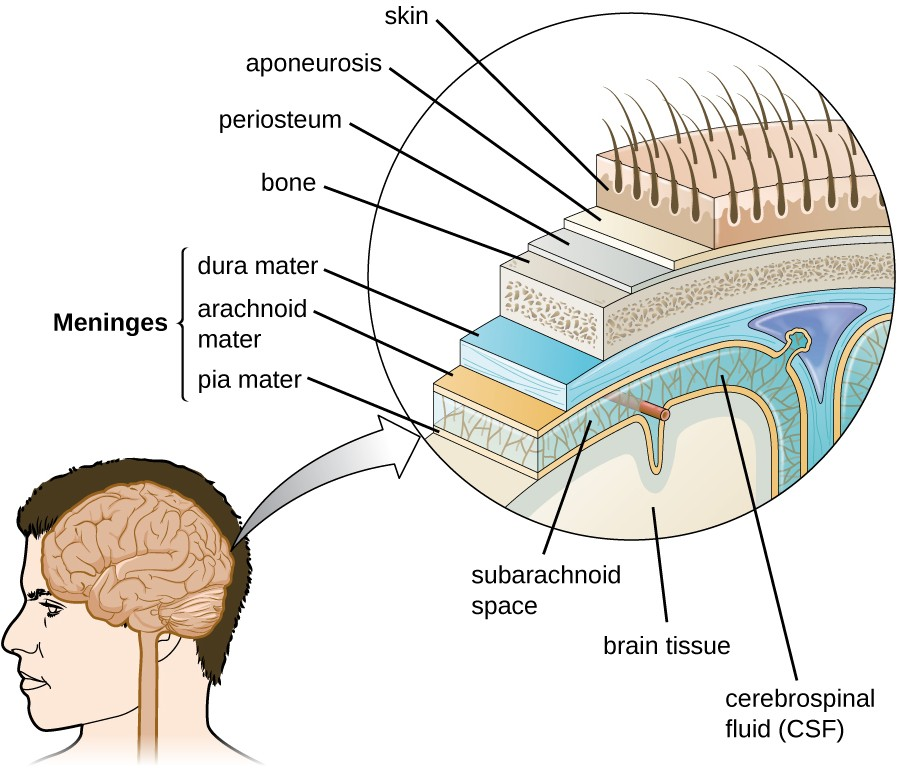The layers of tissue surrounding the human brain include three meningeal membranes: the dura mater, arachnoid mater, and pia mater.