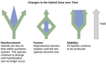 Speciation and the Hybrid Zone