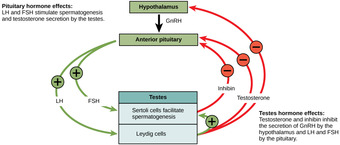 Hormonal regulation of the male reproductive system