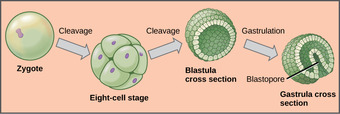 Embryonic development