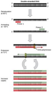 PCR procedure