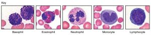 Five types of white blood cells.