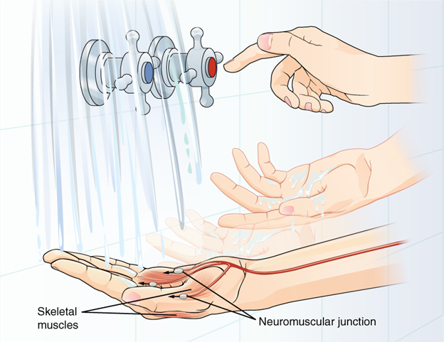 water running on hand