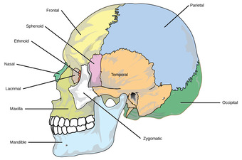 Skull