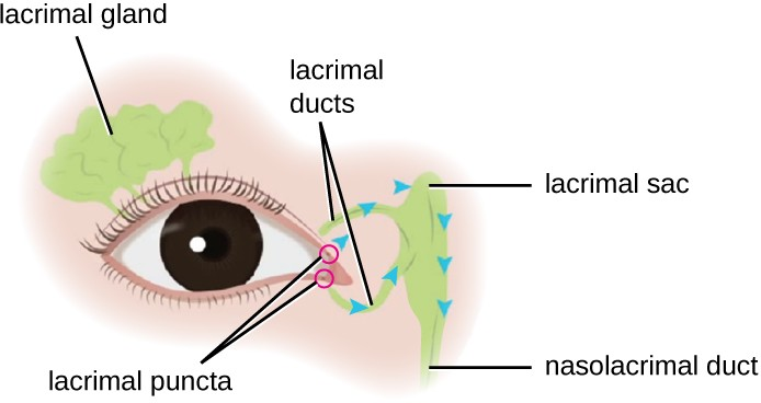 The lacrimal apparatus includes the structures of the eye associated with tear production and drainage.