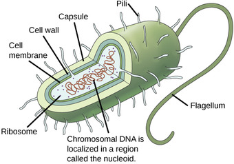 Prokaryotic Genome