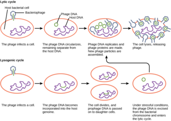 Lytic versus lysogenic cycle