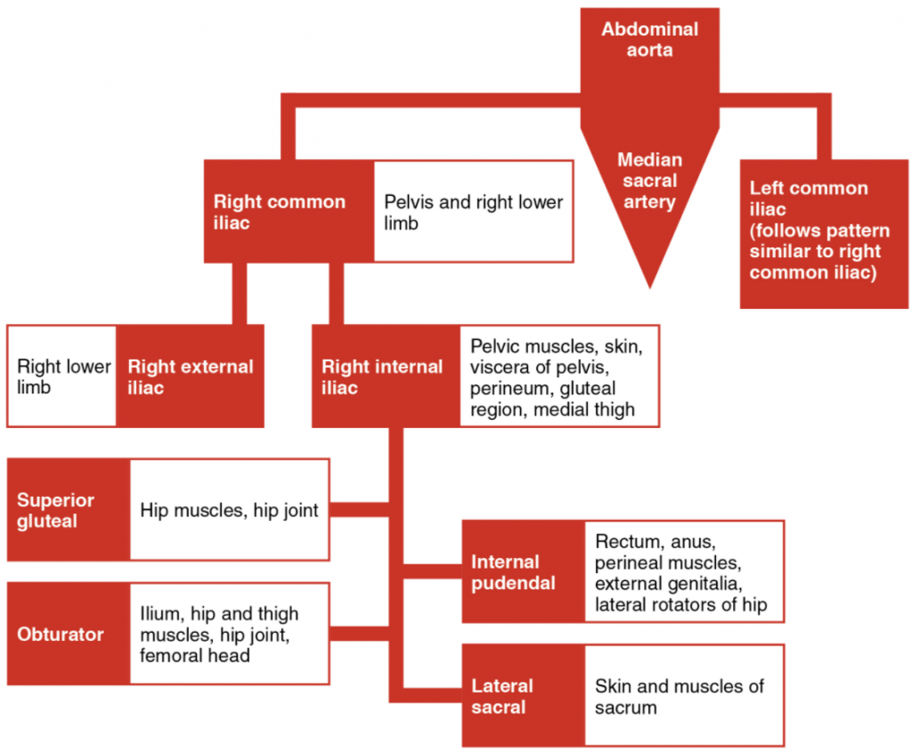 The flow chart summarises the distribution of the major branches of the common iliac arteries into the pelvis and lower limbs. The left side follows a similar pattern to the right.