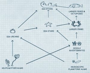 Arrows from kelps & other algae to sea urchins and sessile invertebrates. Arrow from microscopic planktonic algae to sea urchins. Arrows from sessile invertebrates to sea stars and larger crabs. Arrows from sea urchins to sea starts and sea otters. Arrows from sea starts to larger crabs and sea otters. Arrows from larger crabs to sea otters and larger fishes & octopuses.