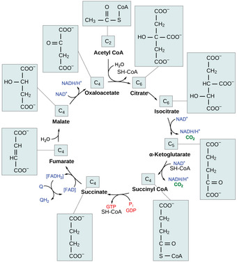 Acetyl CoA and the Citric Acid Cycle