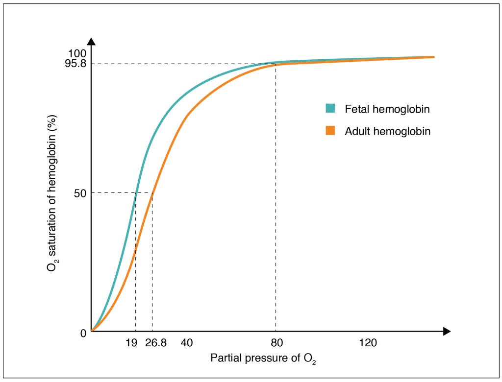 This graph shows the oxygen saturation versus the partial pressure of oxygen in fetal hemoglobin and adult hemoglobin.