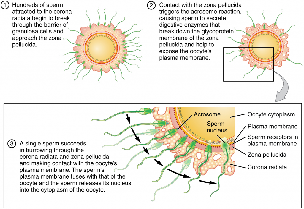 Sperm and the process of fertilisation