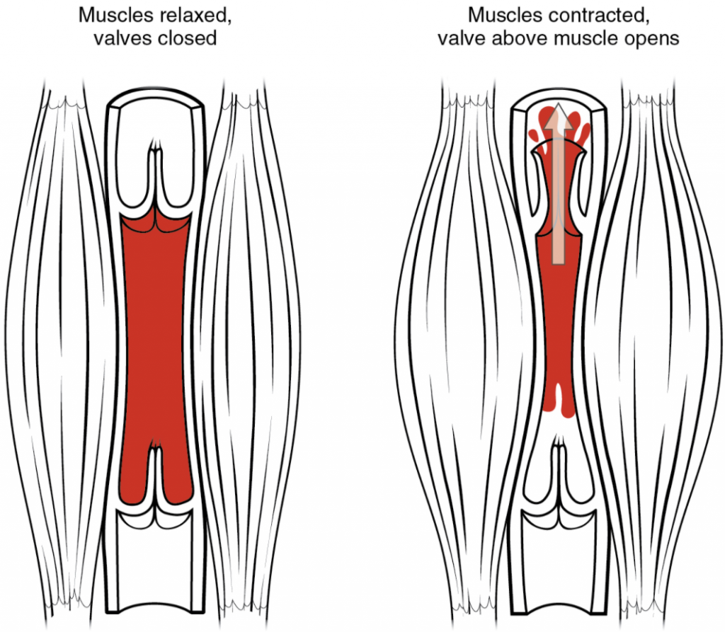 Skeletal muscle pump