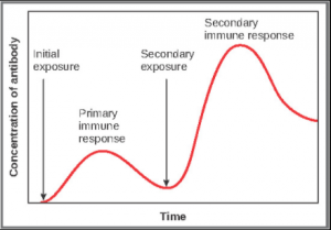 Graph of Primary and secondary antibody responses.
