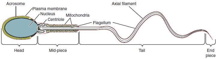 Structure of sperm