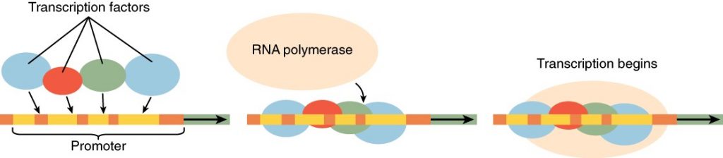 Diagram of gene expression regulation
