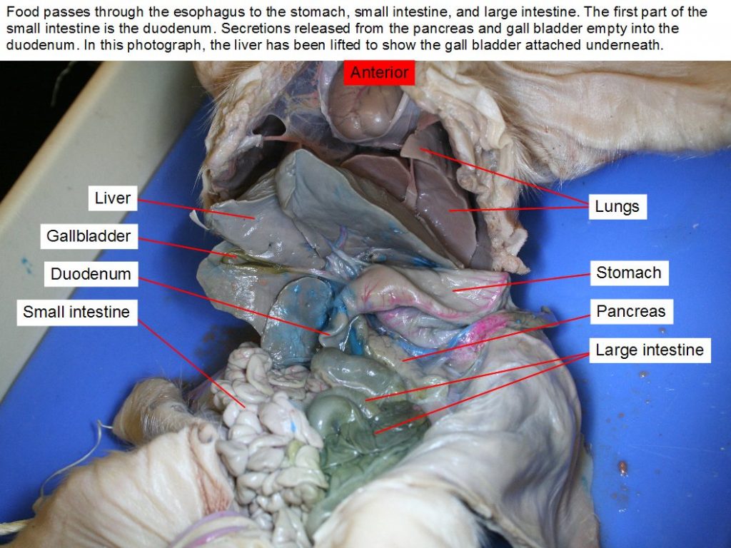 Duodenum, gallbladder, liver, lungs, large intestine, pancreas, small intestine, stomach - The liver has been lifted to reveal the gallbladder.