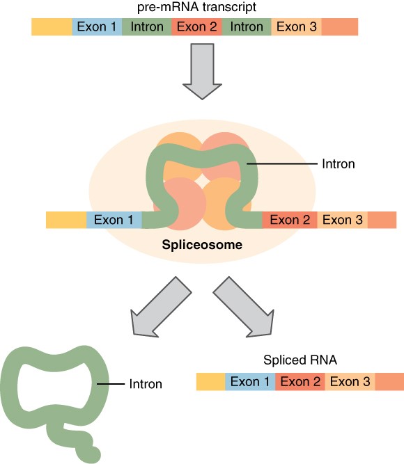 Image of splicing DNA