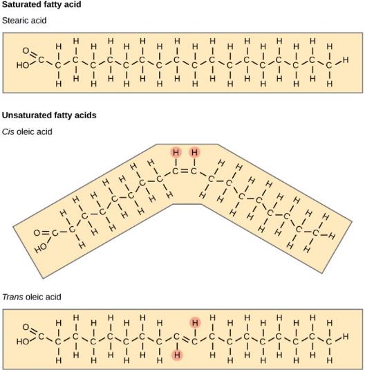 A comparison of saturated and unsaturated fatty acids is shown. Stearic acid, a saturated fatty acid, has a hydrocarbon chain seventeen residues long attached to an acetyl group. Oleic acid also has a seventeen-residue hydrocarbon chain, but a double bond exists between the eighth and ninth carbon in the chain. In cis oleic acid, the hydrogens are on the same side of the double bond. In trans oleic acid, they are on opposite sides.