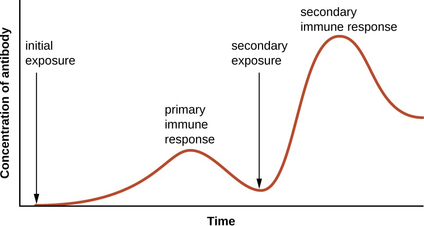 This graph illustrates the primary and secondary immune responses related to antibody production after an initial and secondary exposure to an antigen. Notice that the secondary response is faster and provides a much higher concentration of antibody.