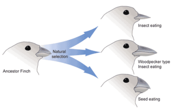 Adaptive evolution in finches