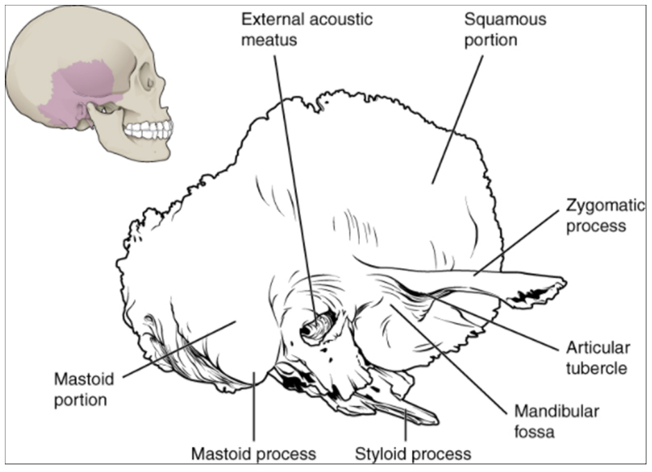 Diagram of temporal bone