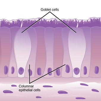 Columnar epithelia