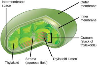 Structure of the Chloroplast