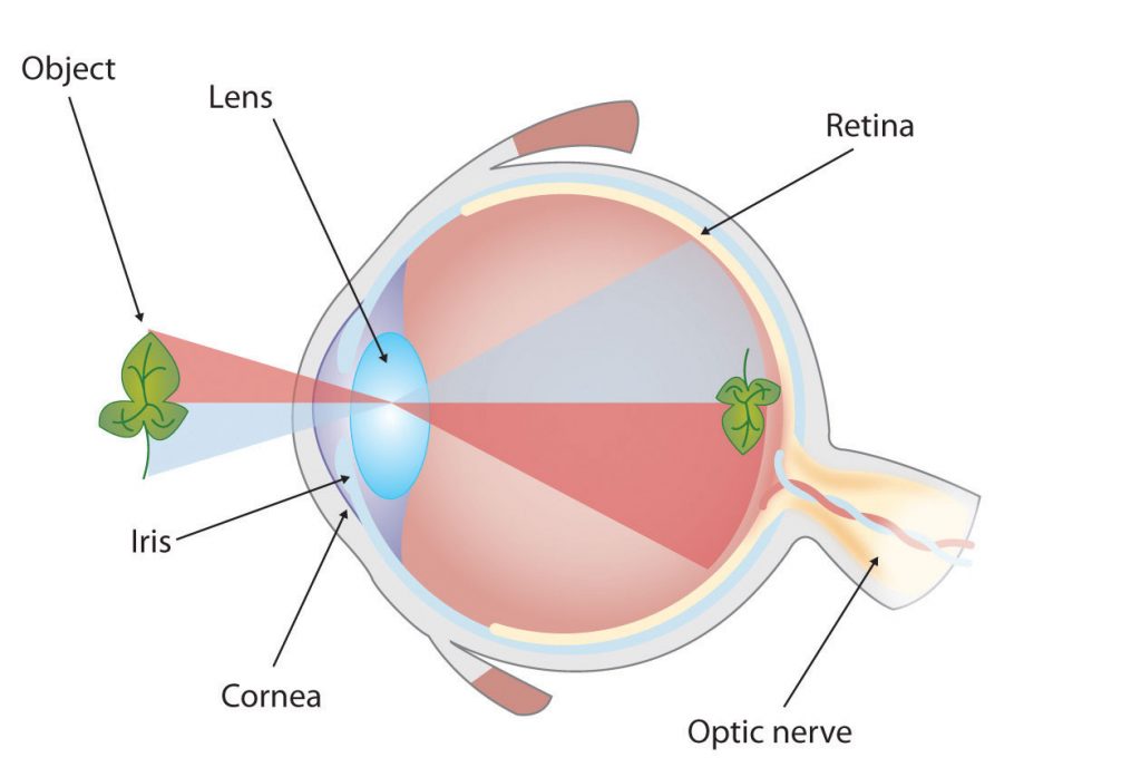 a drawing of the human eye seeing a leaf