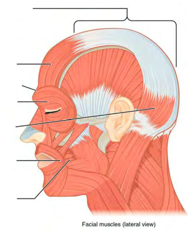 Predefined spaces to Label the head muscles in lateral view