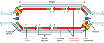 Replication Fork Formation
