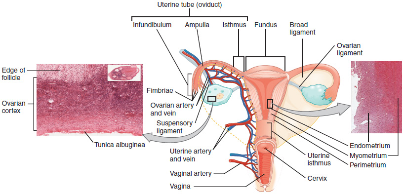 Ovaries, uterine tubes, and uterus